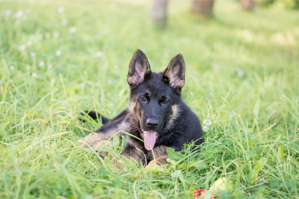 All You Need to Know Before Getting a German Shepherd Puppy