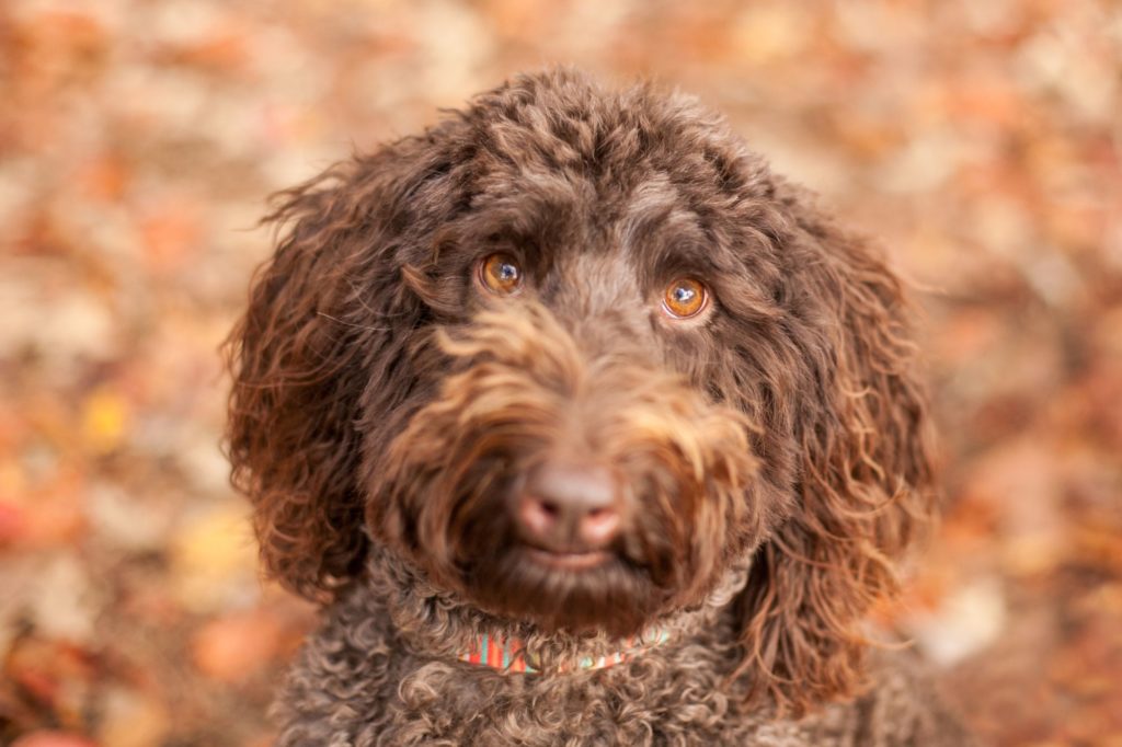 Everything You Need to Know about Owning a Goldendoodle