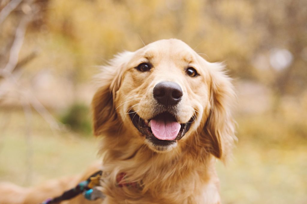 Everything You Need to Know about Owning a Golden Retriever