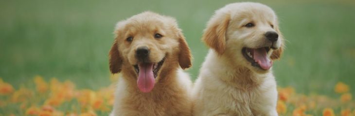 Top 10 Most Popular Dog Breeds in the US
