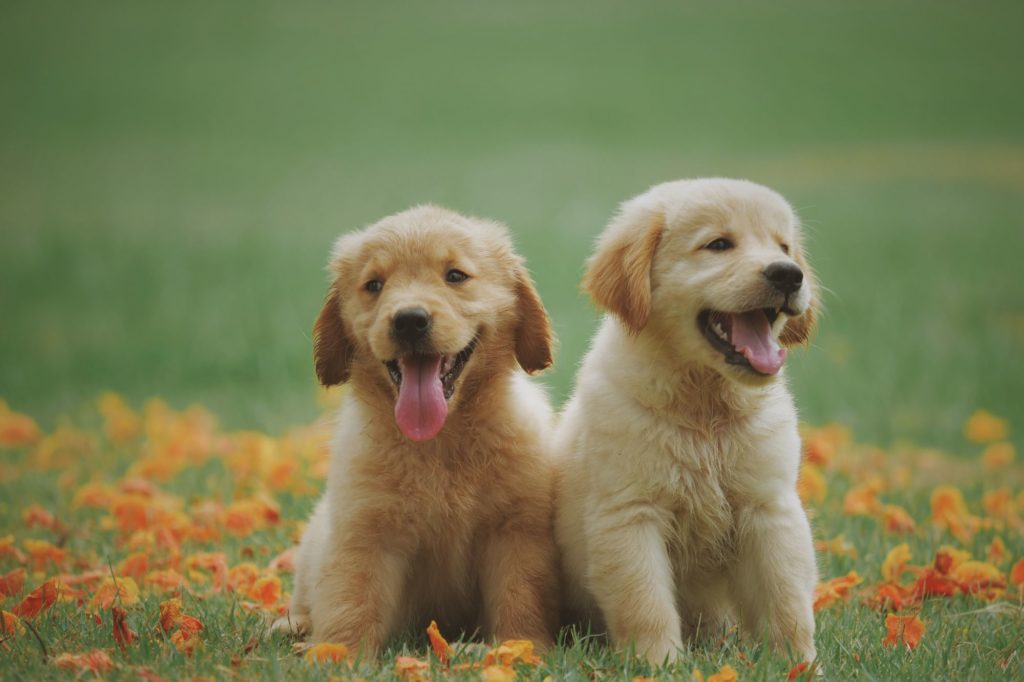 Top 10 Most Popular Dog Breeds in the US