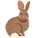 rabbit fp
