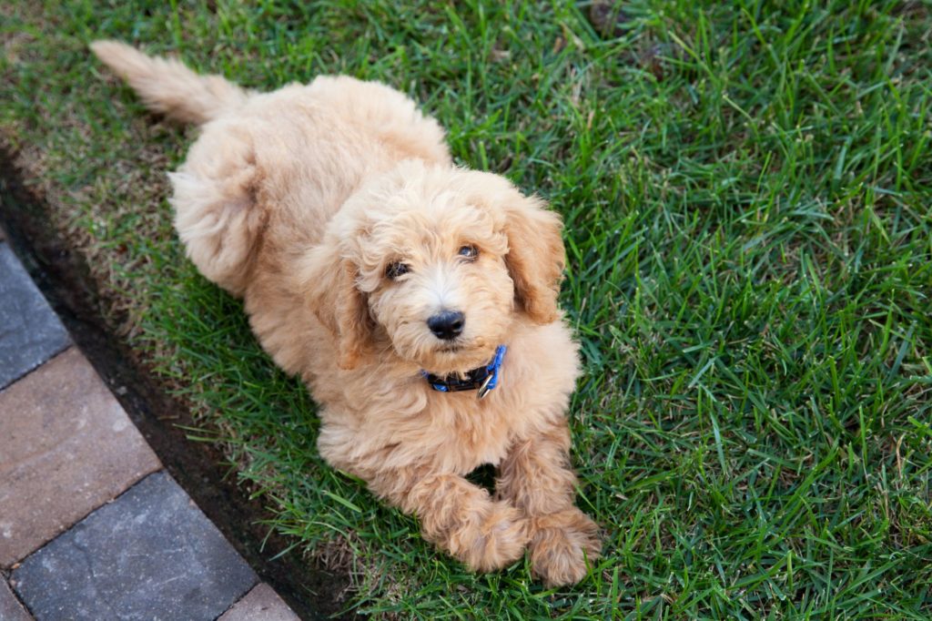 Labradoodle Puppies: The Sweetest Addition to Your Family