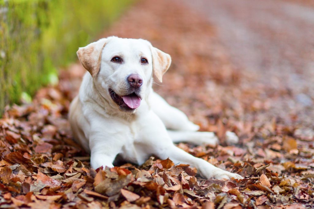 Owning a best sale chocolate lab