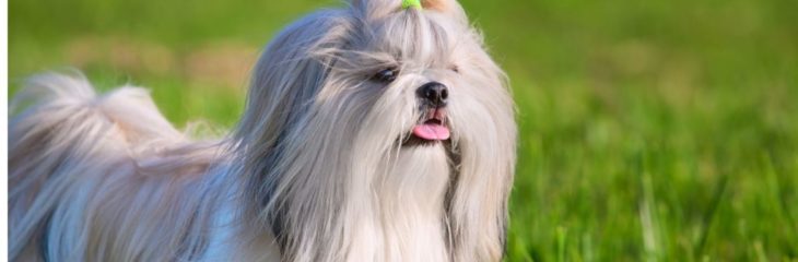 Shih Tzu Dogs: A Guide to Popular Colors