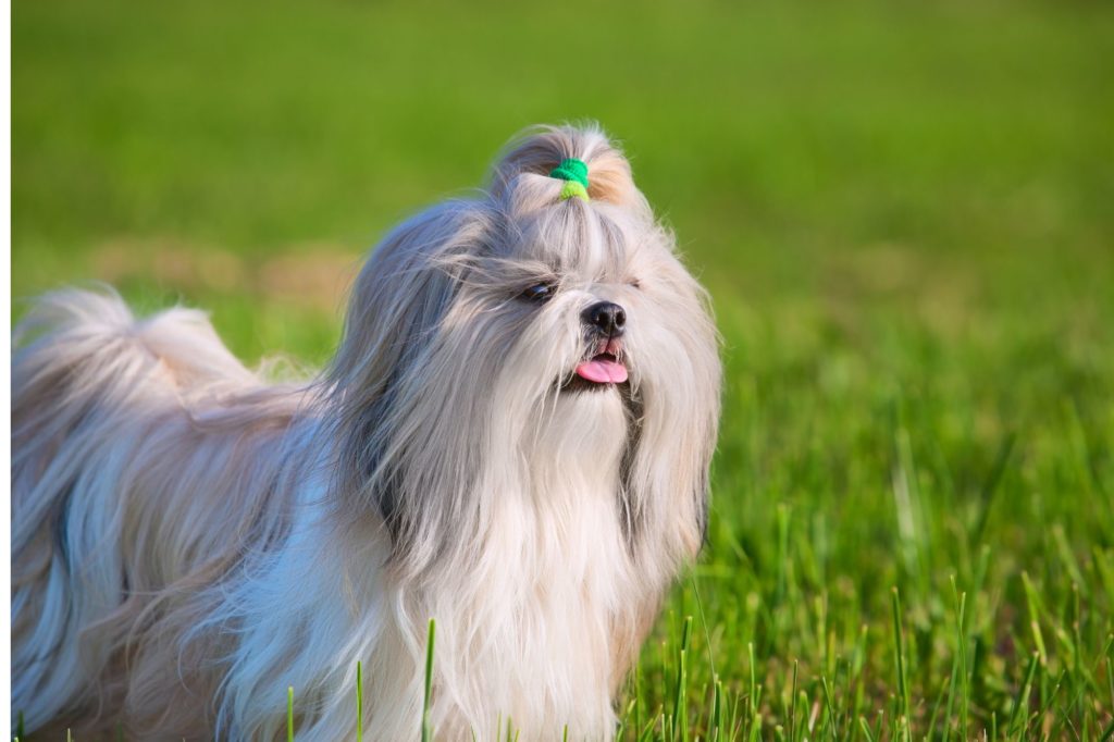 A Guide to Shih Tzu Colors