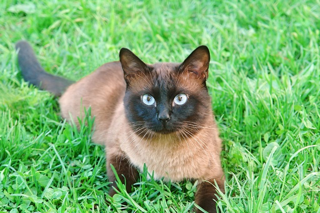 Siamese Lynx Point Cats with Big Hearts and Playful Natures