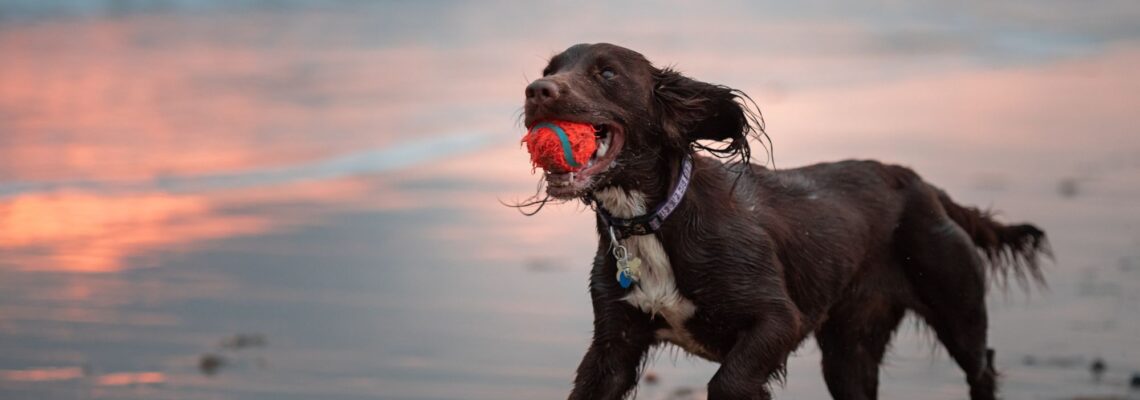 Working best sale sprocker spaniel