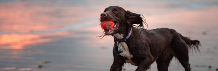 Sprocker Spaniels 101: All You Need to Know
