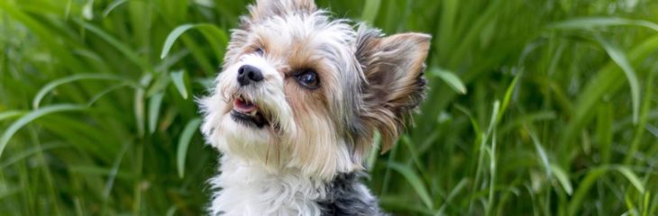 Yorkshire Terrier Breeder – Choose the Right One