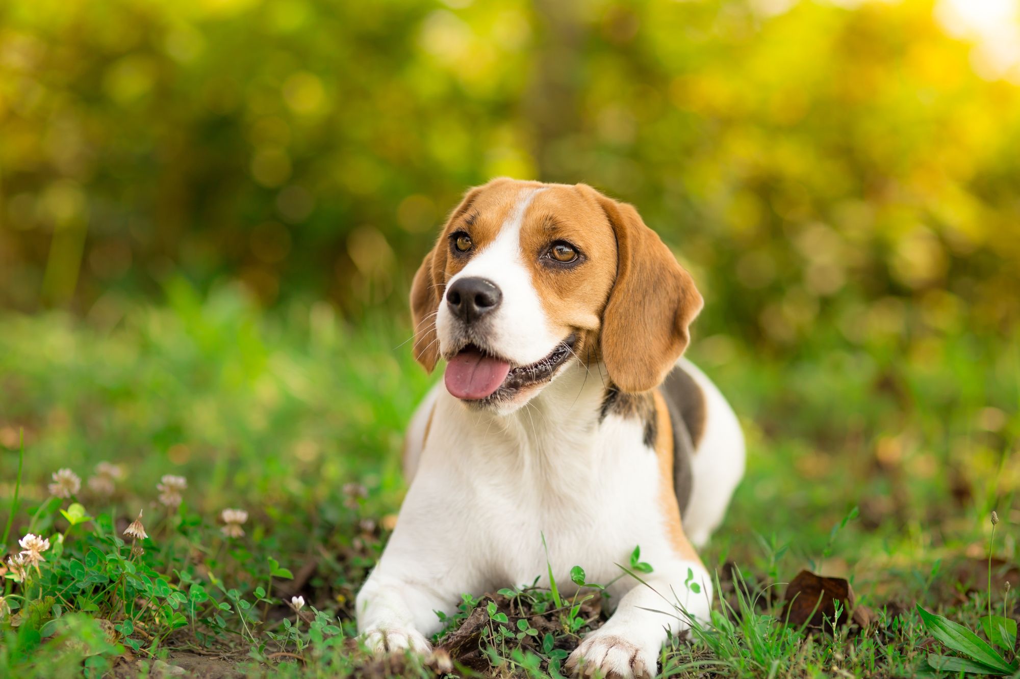 dog breed hound