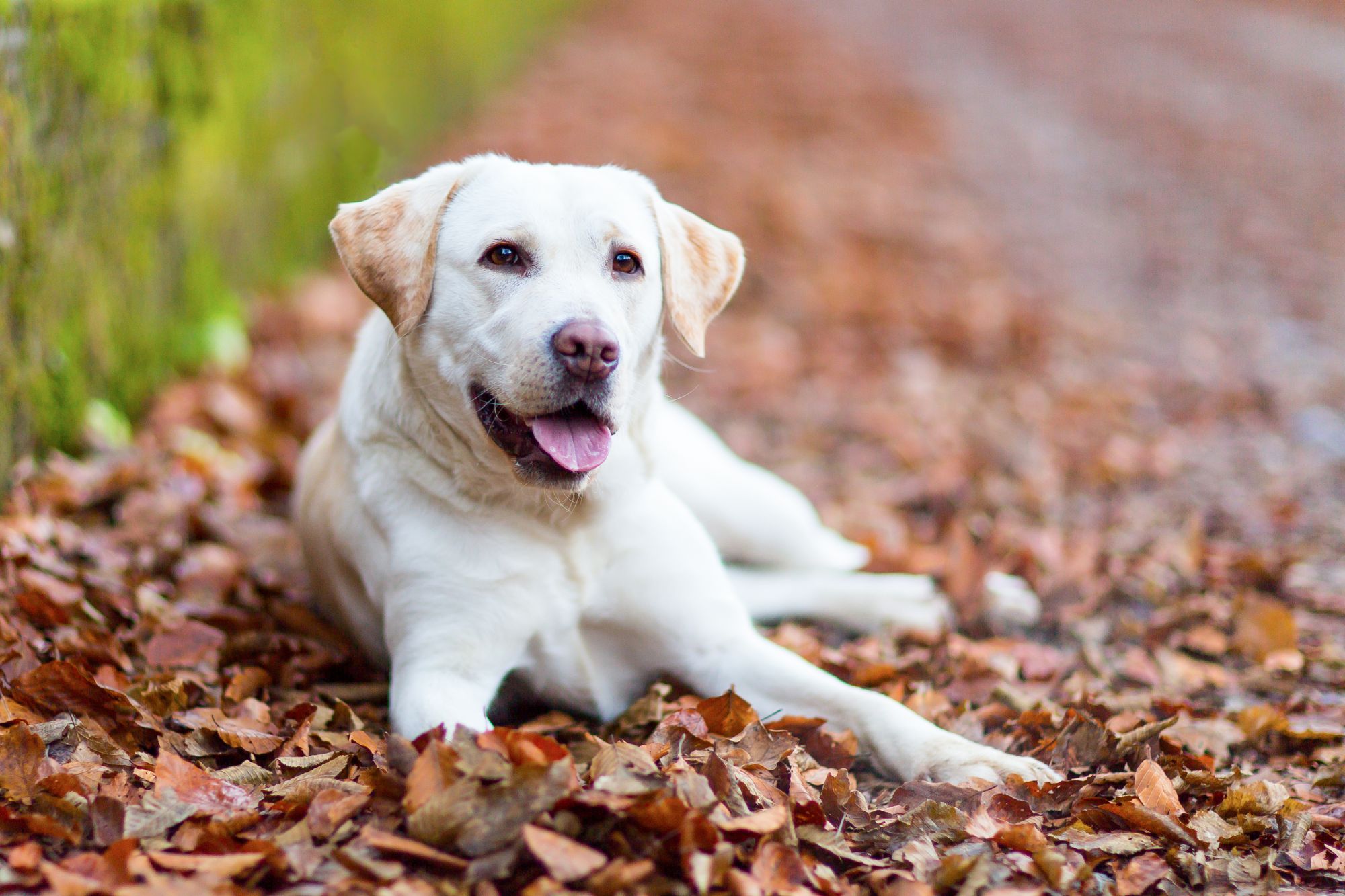 Most Popular Dog Breeds in the US