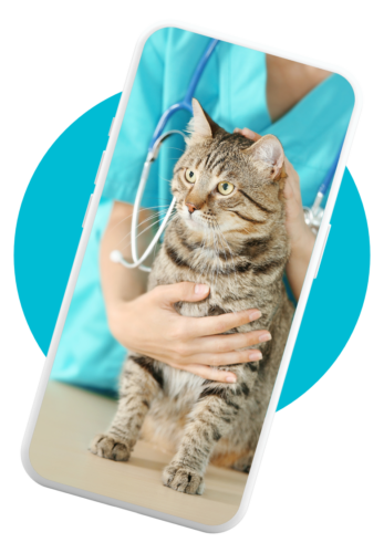 Vet on the phone
