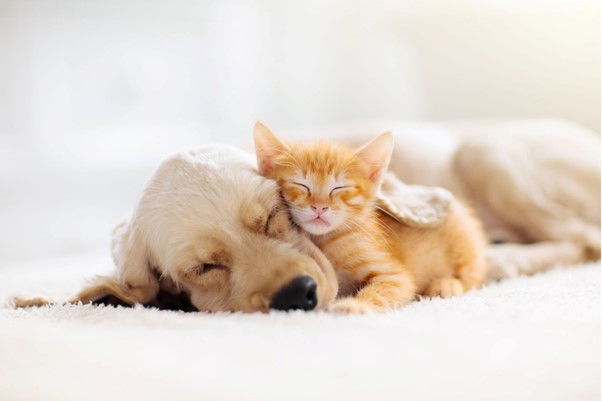 5 Ways To Finding The Perfect Dog or Cat Sitter 