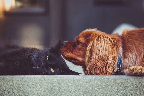 5 Ways To Finding The Perfect Dog or Cat Sitter 