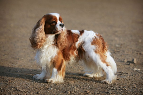 A Guide to Training Your Cavalier King Charles Spaniel 