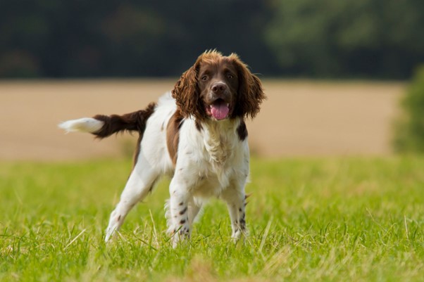 A Tale of Two Spaniels Cocker Vs Springer 