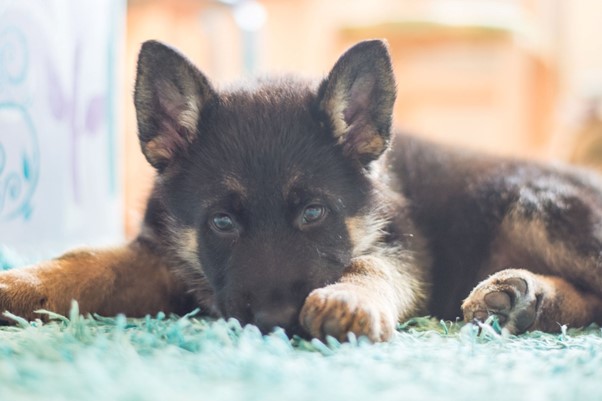 All You Need to Know Before Getting a German Shepherd Puppy 