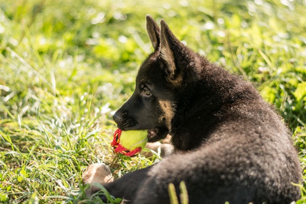 All You Need to Know Before Getting a German Shepherd Puppy 