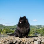Black and Tan Pomeranians and Other Colors