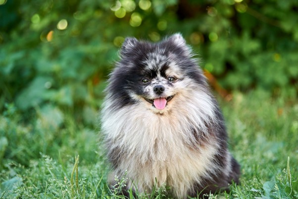 Black and Tan Pomeranians and Other Colors 