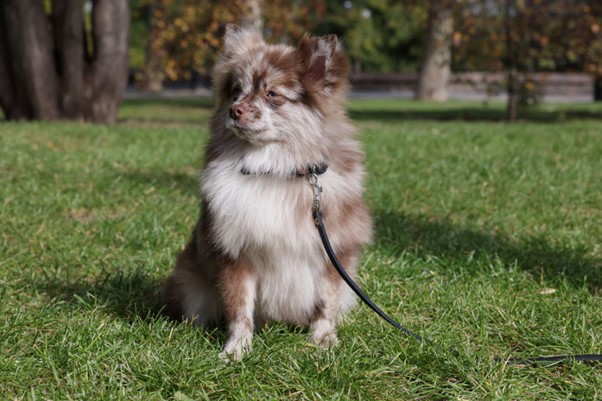 Black and Tan Pomeranians and Other Colors 