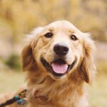 Everything You Need to Know about Owning a Golden Retriever