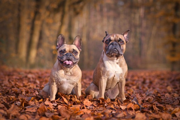 Facts about French Bulldogs