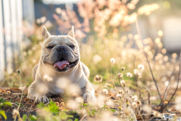 Facts about French Bulldogs