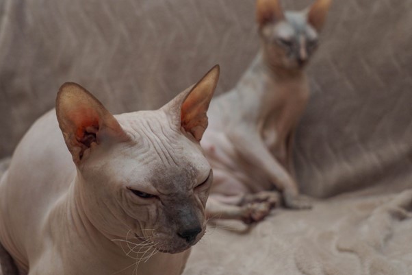 5 Benefits of Owning Cats Without Hair