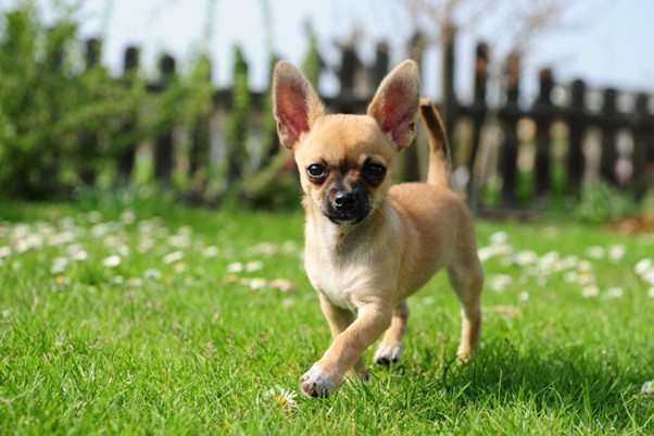 Are Chihuahuas Smart?