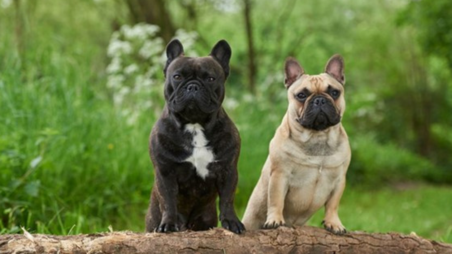 Facts about French Bulldogs