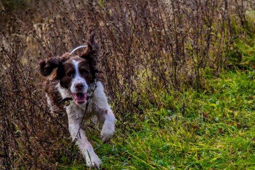 running sprocker spaniel