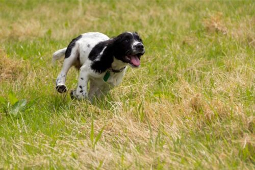 sprocker spaniel running