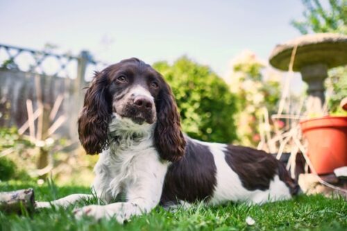 sprocker spaniel sitting in garden