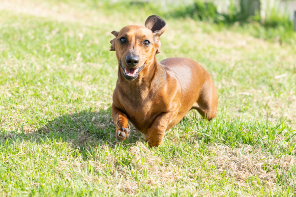 dachshund dog