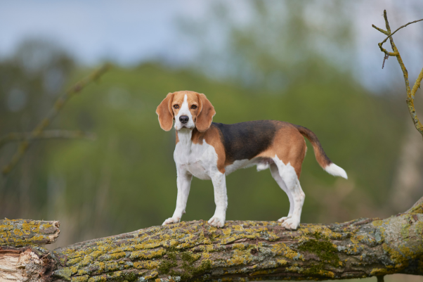 beagle-dog