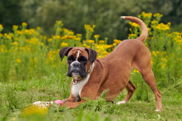 boxer-dog