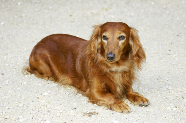 dachshund dog