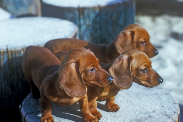 dachshund dog