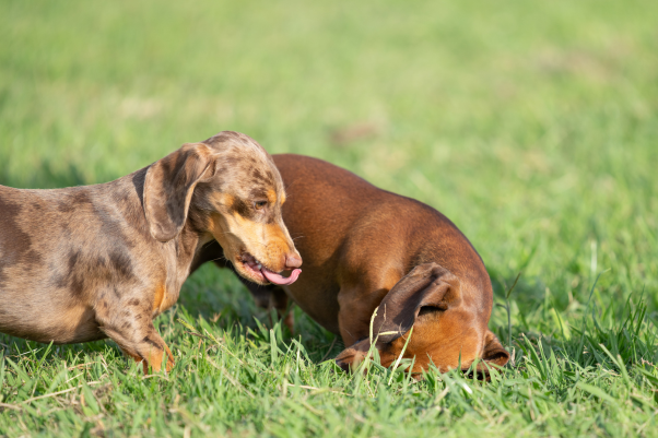 dachshund dog