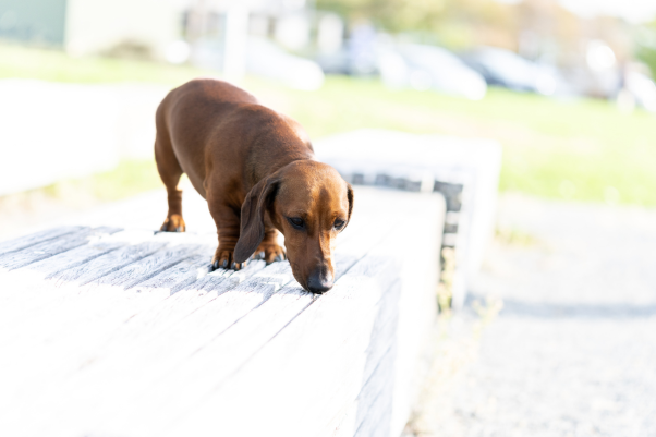 dachshund dog