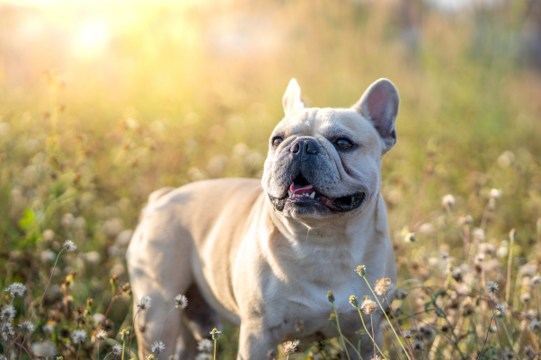 french-bulldog