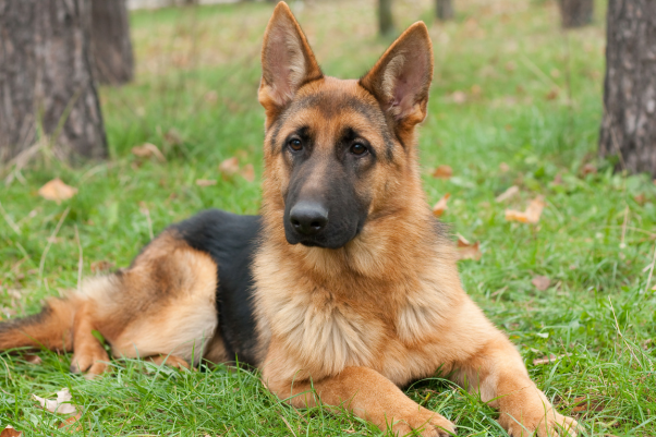 german shepherd