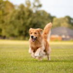 golden-retriever