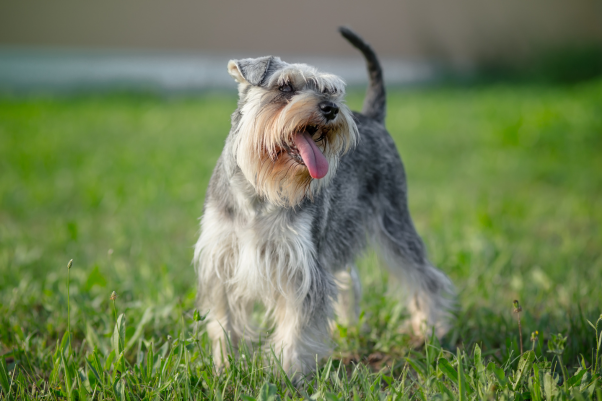 miniature-schnauzer