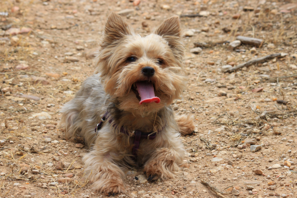 yorkshire-terrier